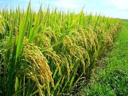 Phát triển mô hình trồng lúa hữu cơ trên địa bàn xã Vạn Đức